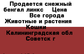 Продается снежный бенгал(линкс) › Цена ­ 25 000 - Все города Животные и растения » Кошки   . Калининградская обл.,Советск г.